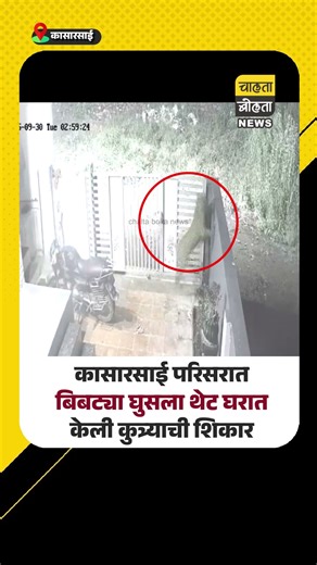 कासारसाई परिसरात बिबट्या घुसला थेट घरात, कुत्र्याची केली शिकार