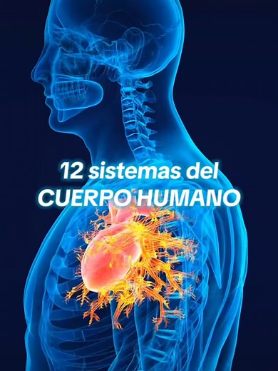 Los 12 sistemas del cuerpo humano explicados