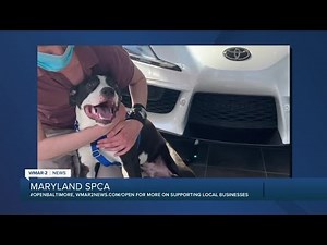 Woodstock the dog is up for adoption at the Maryland SPCA
