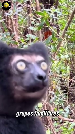 O lêmure-indri, o maior lêmure existente. #vocesabia #curiosidades