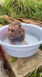 OH GOD...Mason Crying Extremely In Water | Cute Baby Monkey