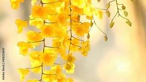 Dendrobium lindleyi orchid flowers in the garden, Chiangmai Thailand