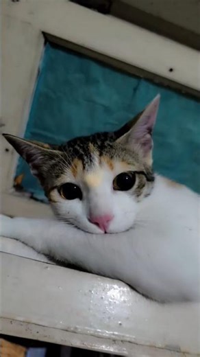 video viral ho jaye🤣 🤣 #cat #adoreble #tranding #catshorts #cats #catvideos #catlife #shorts #short