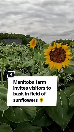 A Manitoba farm is inviting people to explore its 2.5-hectare field of sunflowers. The Sunflower Experience at Deer Meadow Farms, just east of Winnipeg, kicked off on Aug. 16 and runs for two weeks. #manitoba #winnipeg #sunflowers #summer #sunflower #sunflowerselfie #flowers #farming