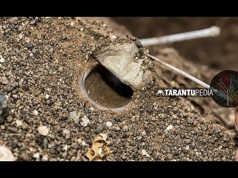 How a tarantula builds a trapdoor lid on its burrow