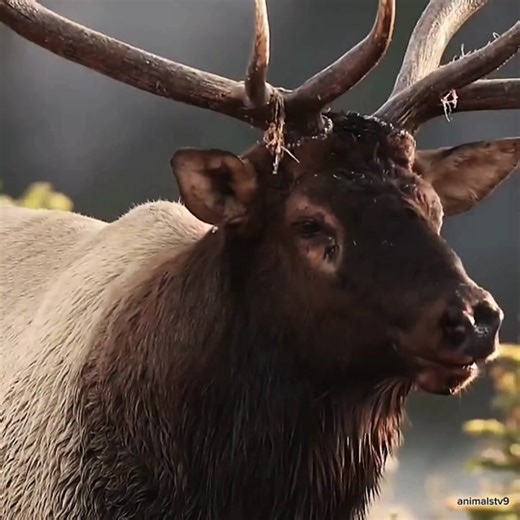 Discover Unique Animals Around the World: Episode 1