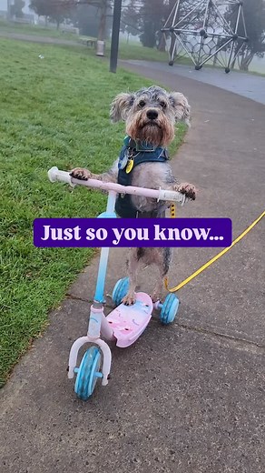 Even a pink scooter can be dog exercise equipment you know…🛴 | Canine Health Hub