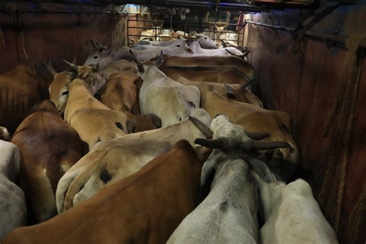 Sai Vignesh on Instagram: "On 11 December 2025, while I was travelling near Maraimalai Nagar, I noticed a long container truck. The vehicle was leaking foul-smelling liquid (a mixture of dung and urine) and I immediately understood that cattle were being transported illegally. I called 100 and informed the police that the truck was heading towards the Paranur Toll Gate. The Chengalpattu Taluk Police intercepted the vehicle before it crossed the tollgate. When they questioned the driver, he state