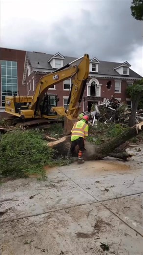 94 reactions · 21 shares | Give us a call today for your free estimate. Call 423-510-9663. #treeservice #trees | Big Woodys Tree Service | Facebook