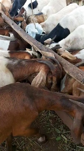Goats feeds must be nutritious and palatable #milk #animals #goat #farm | William Stingley