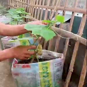 2.4M views · 48K reactions | How to Grow Cucumbers in Your Terrace - Two Ideas | Diy Garden World | Facebook