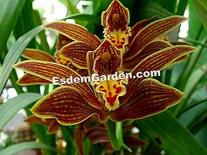 Cymbidium: Menanam, Mengolah, Berkembang Biak 🌿 Semua Tentang Berkebun Dan Desain Taman - 2025