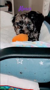 9 Week old standard Merle Cockapoo Puppy “Moses” with his favorite toy 🥕 The Cutest
