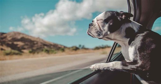 What actually works when road tripping with your dog: 6 simple tips