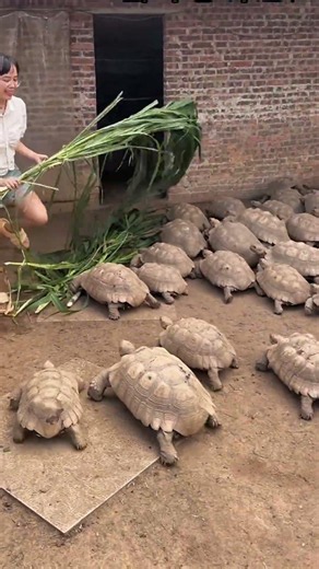 African Spurred Tortoise Feeding Routine