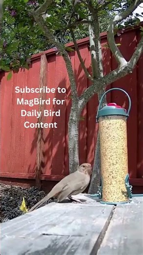 Unique Bird Interaction at Our Bird Feeder 🐦😲