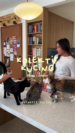 Adopt Rescued Cats at Kolektif Kucing, Kuala Lumpur