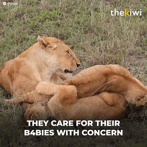 2.6M views · 23K reactions | These tourists never imagined witnessing...