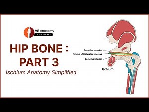 HIP BONE – PART 3 of 4 | Ischium Anatomy Simplified
