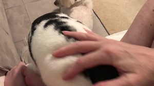 Hewwoooooo Rocketeers and warm wishes on dis Friendship Friday!! We say “warm” wishes ‘cause it’s da hottest day ob da year so far, and da magic cool airs stopped blowin’!! But da mommy didn’t lose her cool- we habs fans whooshing and Beans has his own pawsonal ice pack to keep him comfy. And speaking ob Beans, allow me to make dis impawtant serbice announcement- Friends don’t let friends jump on dere friends! I’m lookin’ at you, da mommy!!! ::heaby stink eye::: We sure appreciate each and ebry 