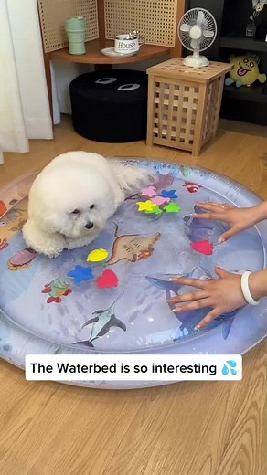 ✨ Turn playtime into pure joy! ✨ This water bed is not just comfy — it’s a fun playground for your Bichon! 🐶💖 🐟 Watch them chase the fish inside 💪 Thick, scratch-resistant fabric 😴 Perfect for napping after playtime 🌊 Keeps your pup cool and entertained Tap the link in my bio to get yours ✨ or visit our store 👉 bichonshop.com Credit: DM me if you’re the owner so I can tag you Follow @bichon.official for more videos #bichon #bichonfrise #bichonsofinstagram #bichonfrisepuppy #bichonfrisepos