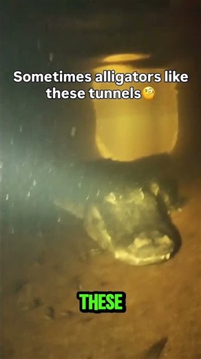 He Swam Through an Alligator Tunnel?! 😱 #Shorts