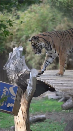 Chewy Sends Joanne the Tiger a Box!