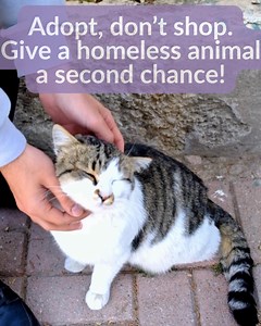There's always an animal in need of a home. | Animal Rescue Home