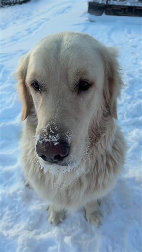 Understanding Your Dog’s Frozen Nose in Winter