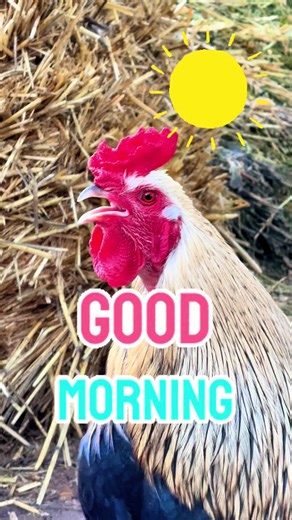 Good Morning: A Fun Start to Your Day