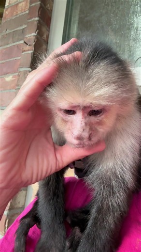 Capuchin Monkey Lox and Ollie Funny Moments with Seniors
