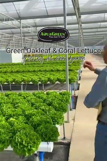 Hydroponic Farm💧│AquaGreen│Green Oakleaf Lettuce🥬│Green Coral Lettuce🥬