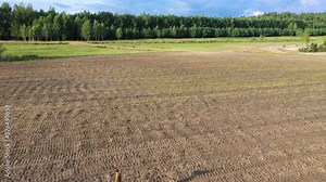 Red deer group with belling deer stag in autumn. Autumn landscape with herd of deer. Cervus Elaphus. Natural habitat. Frightened deer.