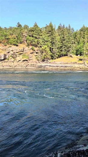 Dodds Narrows near flood time - current around 7.5kts