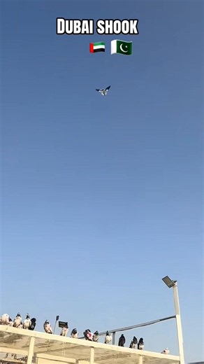 Beutiful High flyer pigeon landing