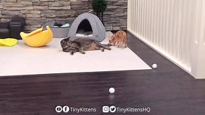 69K views · 6.4K reactions | Mason is under attack from some very bouncy crab puff kittens!  Starring Excelsior! and Blizzard from Eternity’s litter - apply meow to adopt! TinyKittens.com/adopt ❤️ | Grandpa Mason and his kittens | Facebook