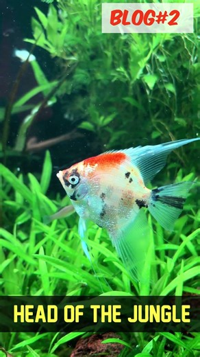 Head of the Jungle | Planted Aquarium | Tropical Discus India Blog 2 #fish #aquarium #shorts 