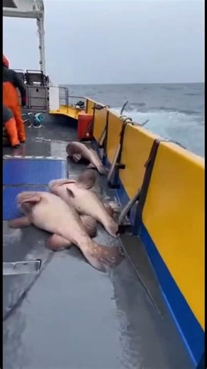 Orca Attack On Boat! Massive Killer Whale Breaches Onto Deck 😱