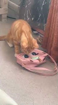 Startled Cats Caught on Camera 😹 #cat