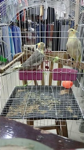 A beautiful sound from these birds. صوت عصافير 🐦 الكوكتيل #birds #sound #cuteanimals