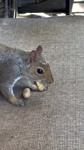 3.1K views · 141 reactions | ️A little schmutz on her head️ Everything about #squirrel Daily Posts Photos & Videos️ Credit:@chipmunksandsqueaks (Dm for credit or removal / All rights® are reserved & belong to their respective owners) #squirrel #squirrellove #squirrelsquad #fernthesquirrel #animal #newyork #squirrels #unitedstates #virals #viralpost #foryou #foryoupage #squirrelwhisperer #SquirrelLife #videoviral #videosvirales #pet | I love Squirrel | Facebook