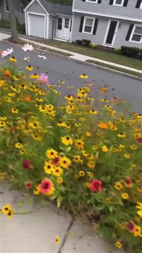 Meadowscaping: Transform Your Yard for Pollinators