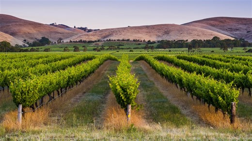 Why a wine crisis is a huge chance for investors