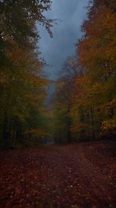 Rain in the forest of red leaves #rainaura #rainsounds #rainambience