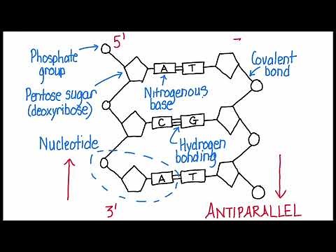 A1.2.6 Drawing the structure of DNA