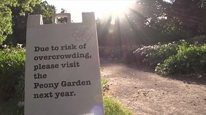 34K views · 922 reactions | ICYMI: Here's a quick peek into the historic peony garden at the University of Michigan's Nichols Arboretum during the 2020 bloom season. Usually, hundreds of visitors gather each spring to view the spectacular display of up to 10,000 flowers during its peak. For those of you who stayed away this year to keep everyone safe, we thank you. peony.mbgna.umich.edu | University of Michigan | Facebook