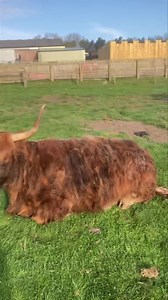 93K views · 10K reactions | It’s bottle time for our newest highland calf in farmer Richard’s daily update! | Hall Hill Farm | Facebook