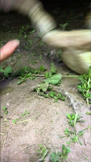 Jump Fail of Frog Funny #funnyfrog #frog #smalljump