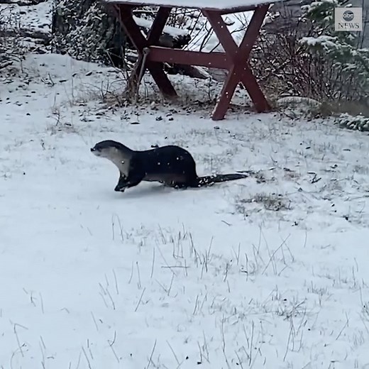 WHOLE OTTER FUN: This playful otter was spotted frolicking in freshly fallen snow in Grand Marais, Minnesota. https://abcn.ws/3xIkDq5 | ABC News