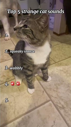 Top 5 Strange cat Sounds